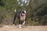 BOULEDOGUE AMERICAIN 432